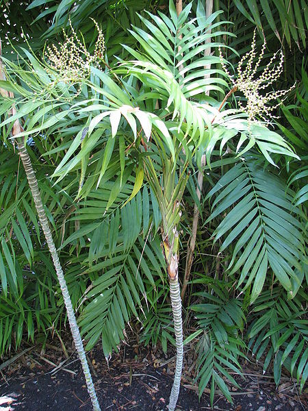 File:Chamaedorea elegans closer.jpg