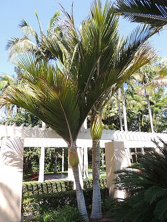 Rhopalostylis sapida - Palms For California