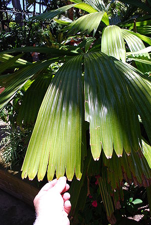 Licuala ramsayi leaf.JPG