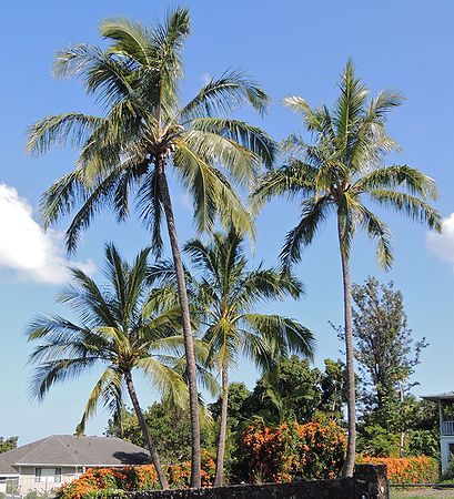 Cocos nucifera - Palms For California