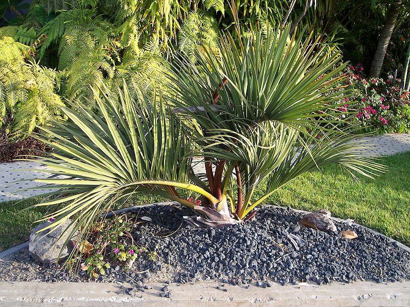 File:Dypsis decipiens small P.jpg