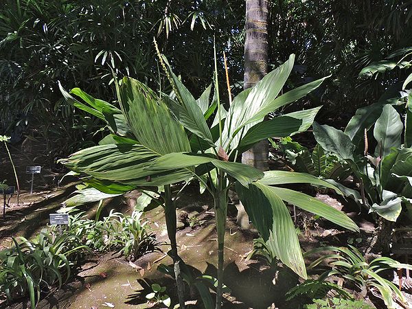 Chamaedorea ernesti-augustii - Palms For California