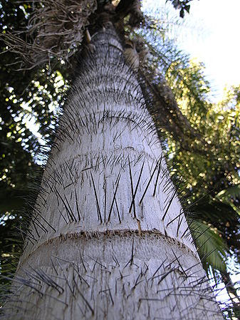 Acrocomia Hunt trunk.JPG