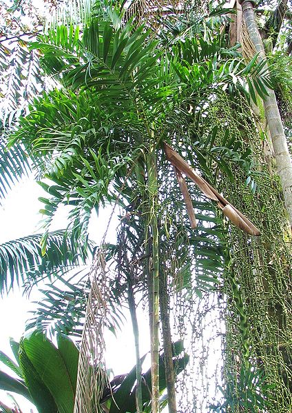 File:Dypsis sahanofensis.jpg
