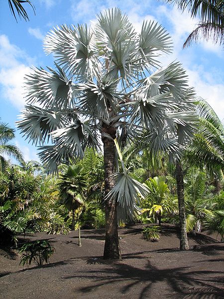 File:Bismarckia white tall.jpg