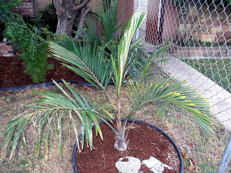 File:Arenga engleri update.JPG