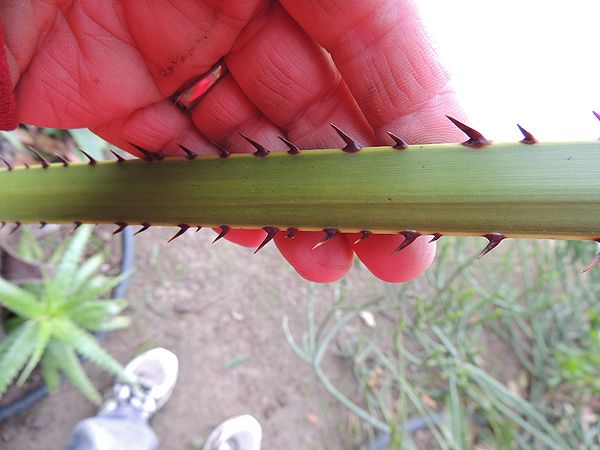 Livistona fulva teeth.jpg