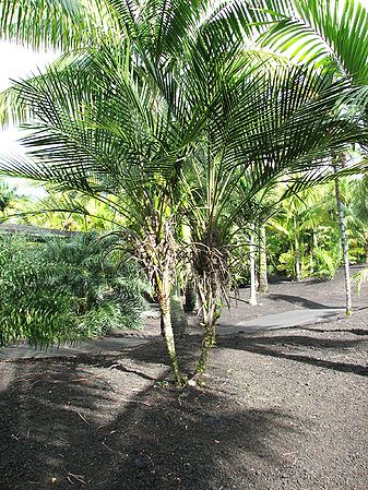 Laccospadix 4.jpg