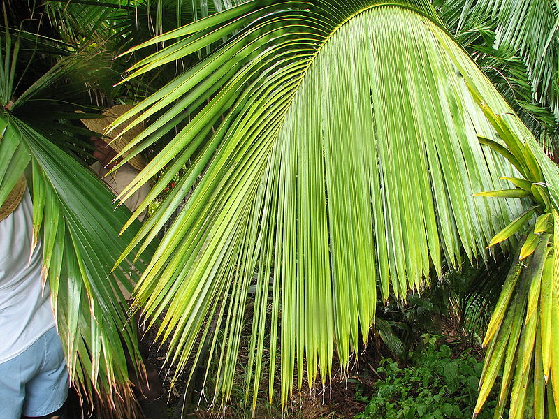 File:Beccariophoenix leaf.jpg