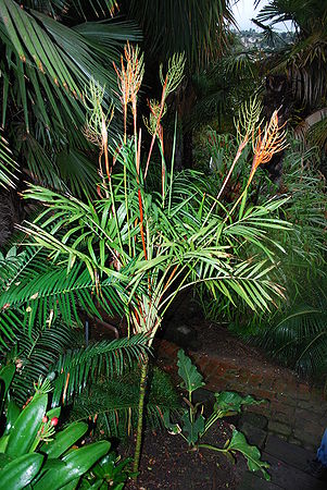 Chamaedorea elegans flash.jpg