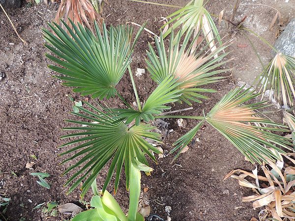 Trachycarpus wagnerianus planted 81-3.jpg
