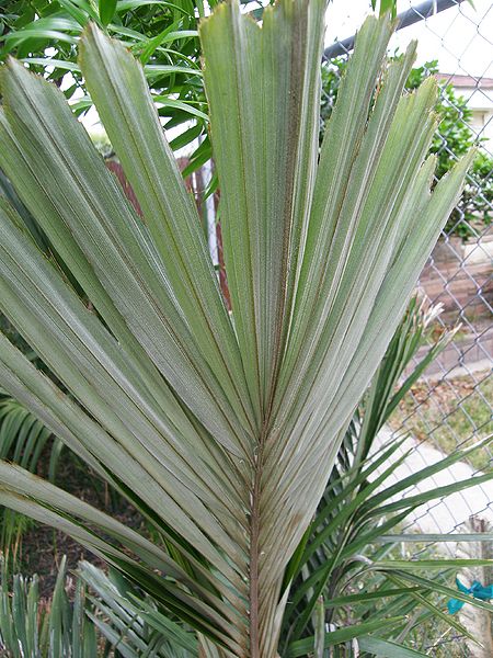 File:Arenga engleri leaf undersdie.JPG