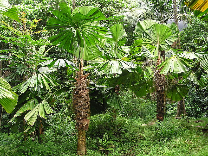 File:Licuala ramsayi colony.JPG