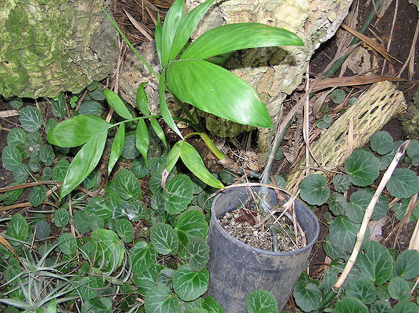 TÌNH YÊU CÂY CỎ ĐV 11   - Page 29 602px-Chamaedorea_rhizomatosa_whtlck