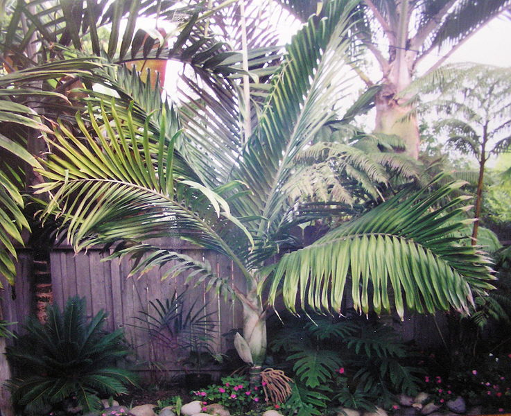File:Burretiokentia kogiensis Dejong.jpg