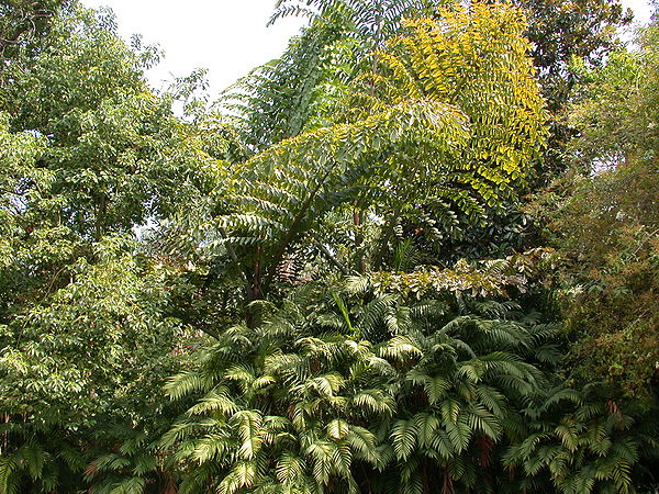 Caryota gigas leaves and chamaedorea.jpg