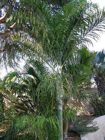 Dypsis madagascariensis - Palms For California