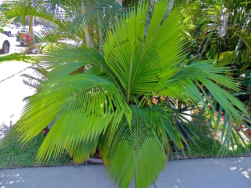 File:Beccariophoenix fenestraria again LB.jpg