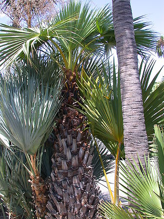 Livistona carinensis - Palms For California