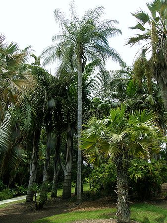 Acrocomia shot 2.JPG