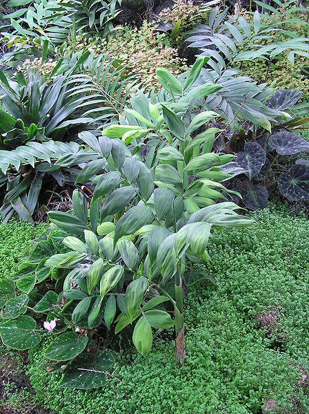 File:Chamaedorea adcendens Whtlock.jpg