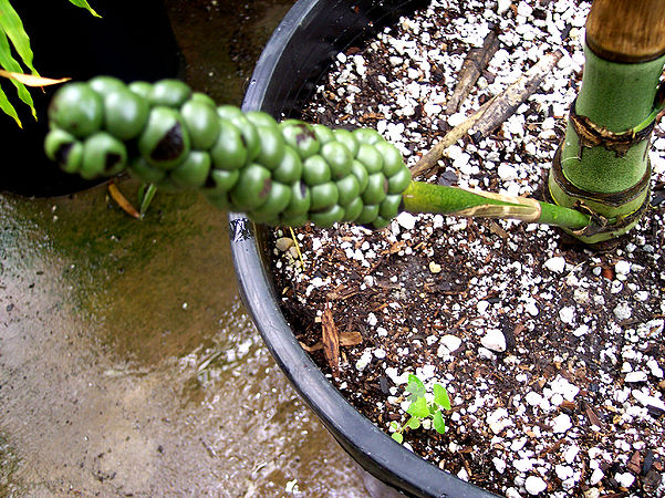 TÌNH YÊU CÂY CỎ ĐV 11   - Page 28 601px-Chamaedorea_nationsiana_infloresence