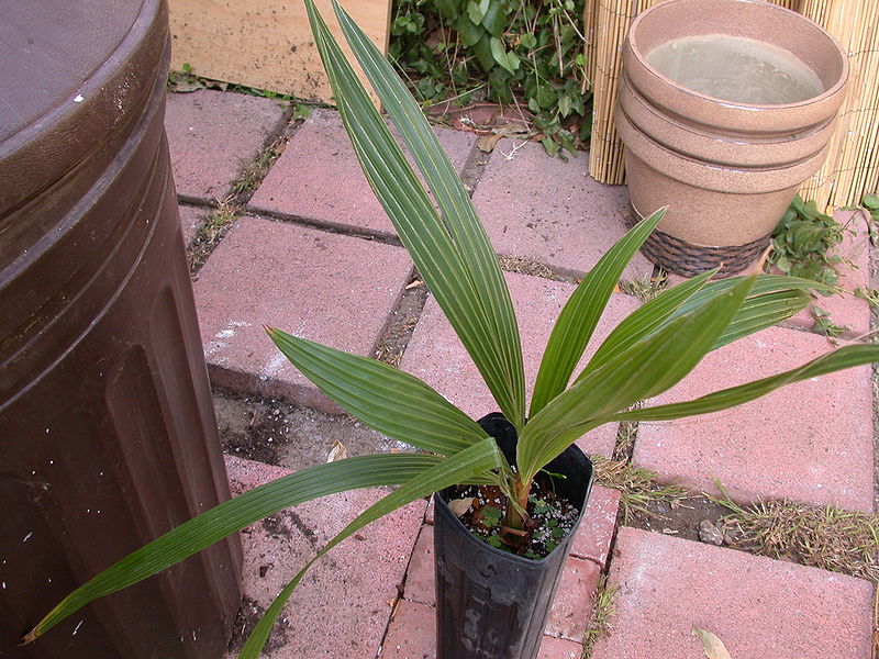 File:Parajubaea torralyi seedling.jpg