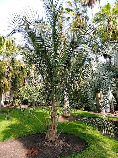 File:Parajubaea cocoides shorter.jpg