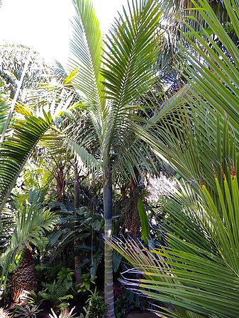 Kentiopsis oliviformis   Palms For California