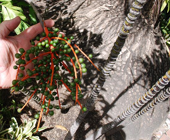 Chamaedorea klotsziana fruiting.JPG