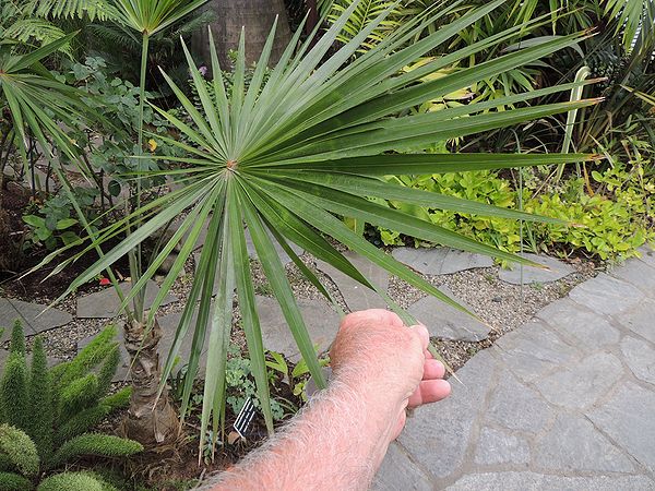 Coccothrinax argentea leaf.jpg