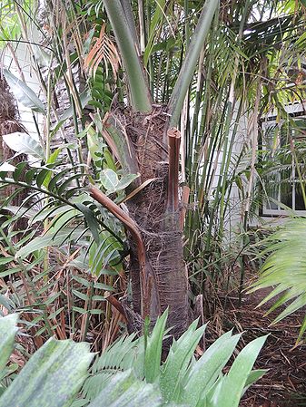 Caryota kiriwongensis trunk Hartmand.jpg