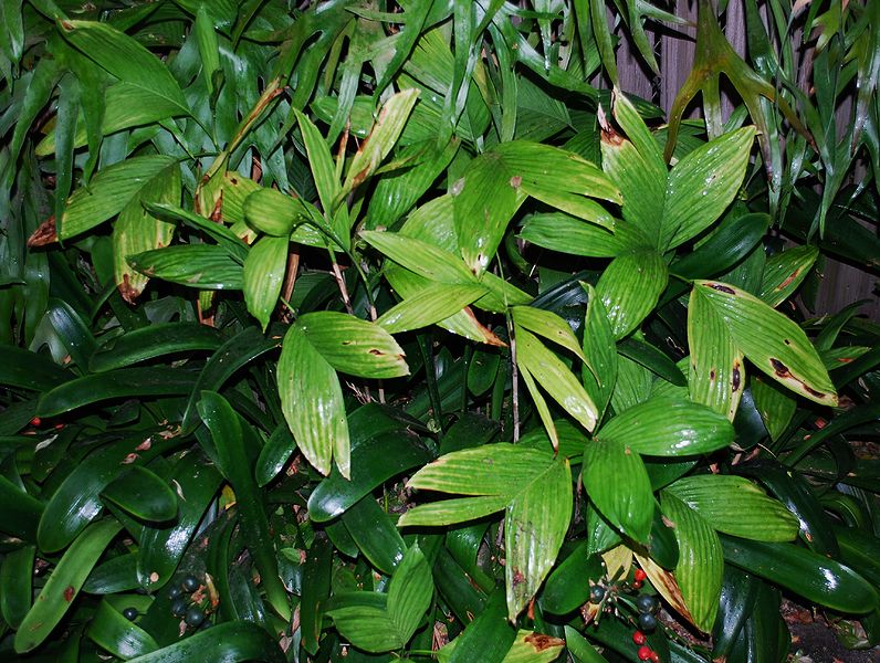 File:Chamaedorea brachypoda LW.jpg