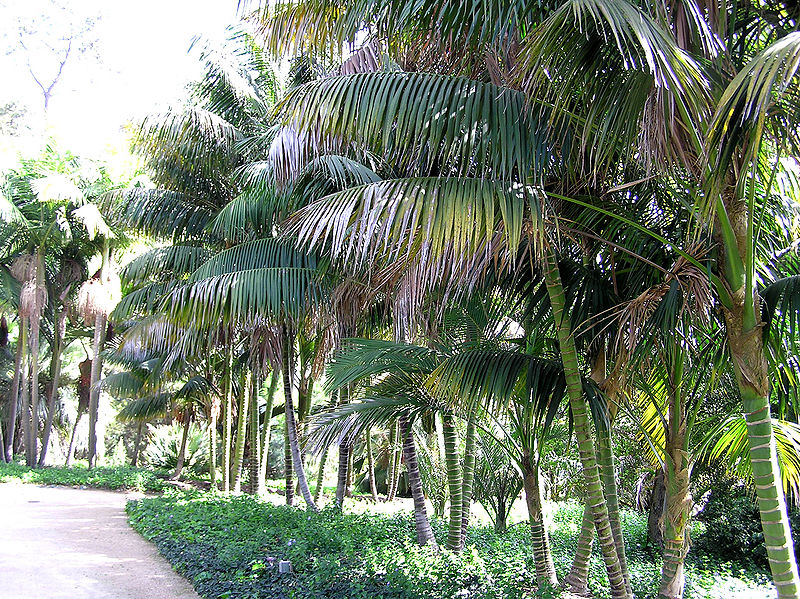 File:Howea row 2 LL.JPG