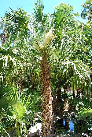 Sabal palmetto - Palms For California