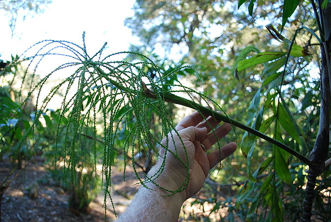 Chamaedorea schiedeana flower again.JPG