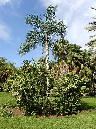 Syagrus oleracea - Palms For California