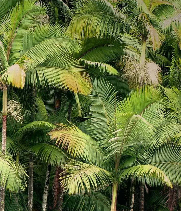 PalmPedia