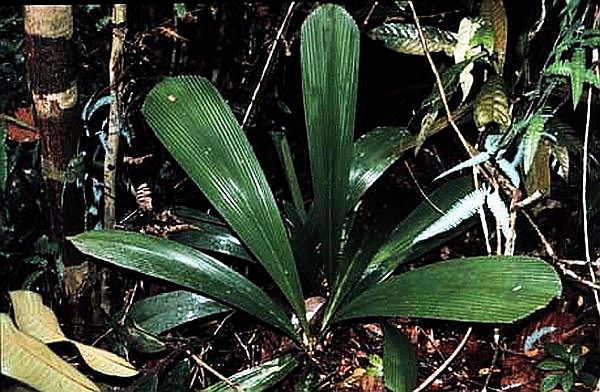 TÌNH YÊU CÂY CỎ ĐV 10  - Page 85 Areca_dayung