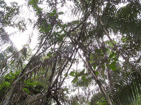 Calamus ovoideus2.jpg