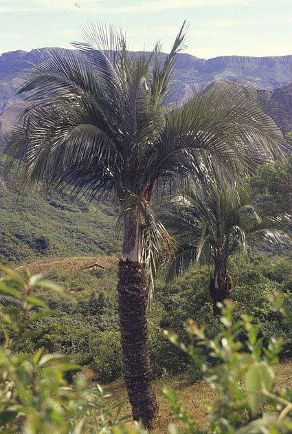 Parajubaea torallyi Palmpedia Palm Grower's Guide