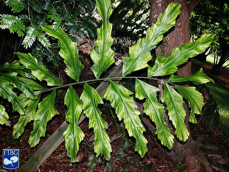 File:Arenga brevipes blad.jpg