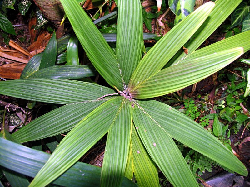 File:Mocquerysiana02utopia.jpg