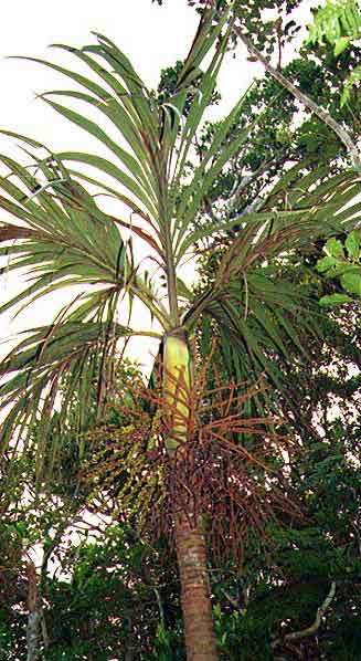 File:Iterata.jpg
