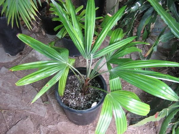 Colpothrinax cookii Palmpedia Palm Grower's Guide