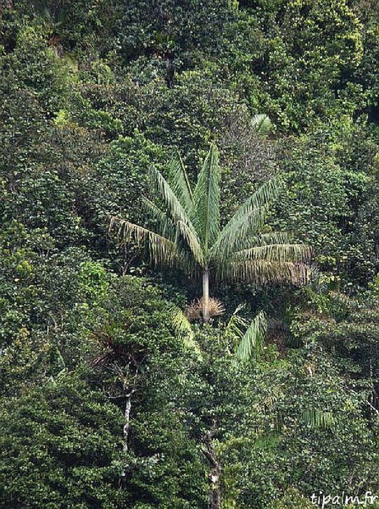 Euterpe broadwayi Palmpedia Palm Grower's Guide