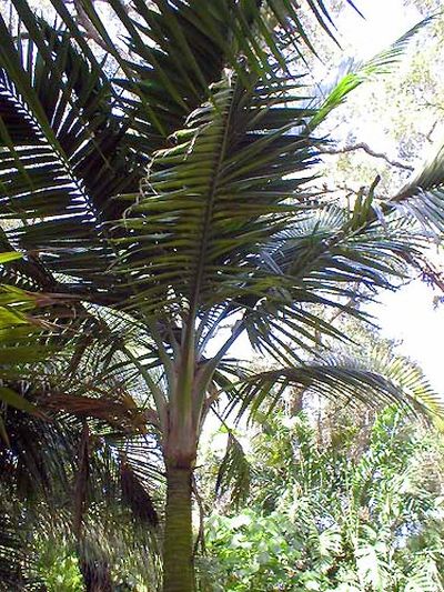 Calyptronoma occidentalis Palmpedia Palm Grower's Guide