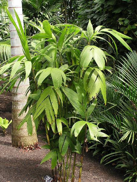 File:Pg338.jpg
