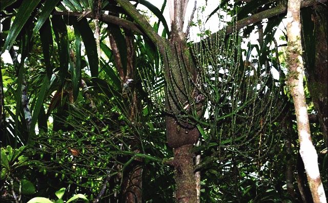 Clinosperma lanuginosa Palmpedia Palm Grower's Guide