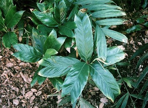 Chamaedorea geonomiformis Palmpedia Palm Grower's Guide